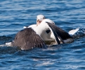 Great Black-backed Gulls