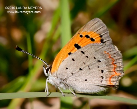 American Copper Butterfly