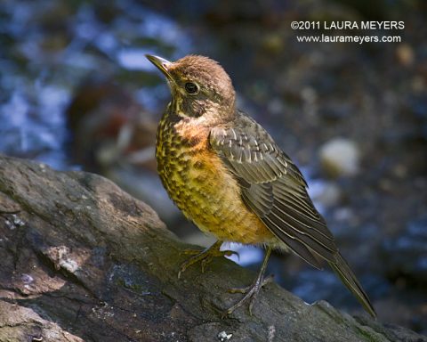 American Robin Juvenile