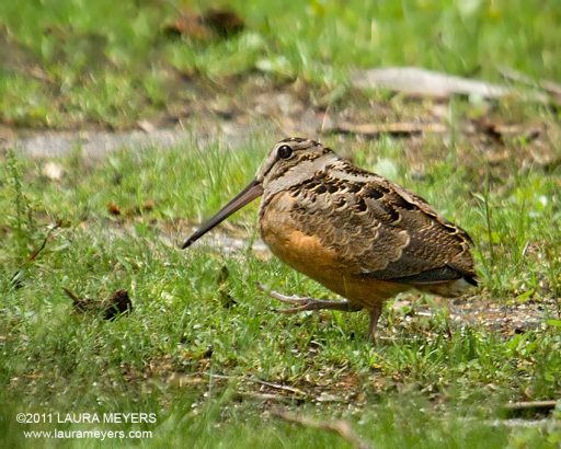 American Woodcock