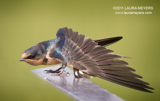 Barn Swallow