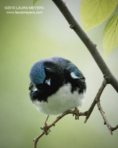 Black-throated Blue Warbler