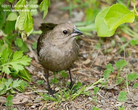 Brown-headed Cowbird female