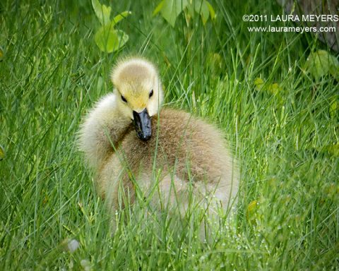 Canada Goose Gosling