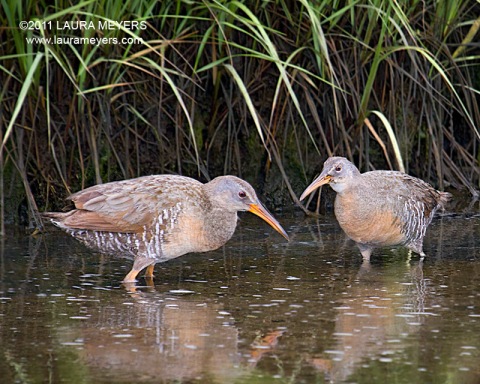 Clapper Rail