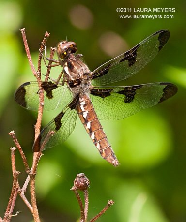 Common Whitetail Dragonfly