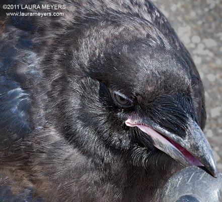 Common Raven