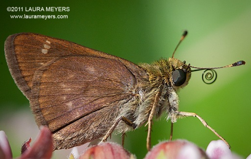 Crossline Skipper