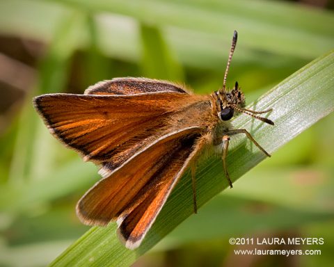 European Skipper