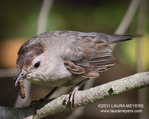 Gray Catbird with Worm