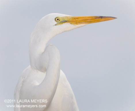 Great Egret