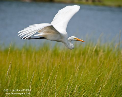 Great Egret in flight