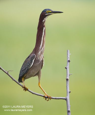 Green Heron