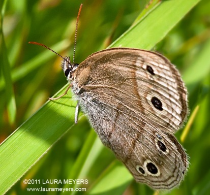 LIttle Wood Satyr Butterfly