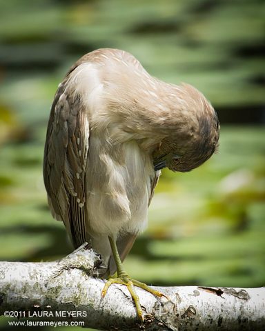 Night-heron Juvenile