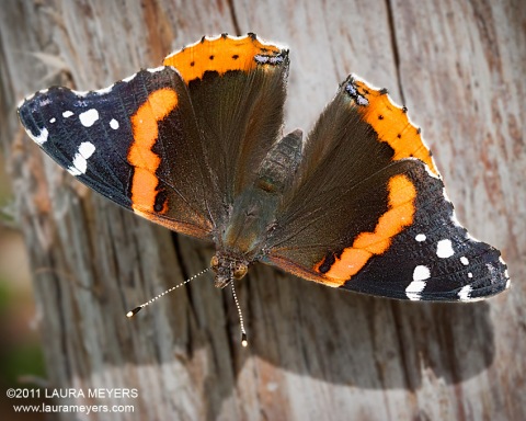 Red Admiral Butterfly