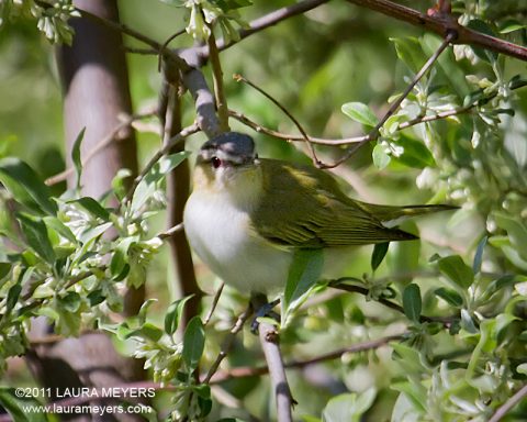 Red-eyed Vireo