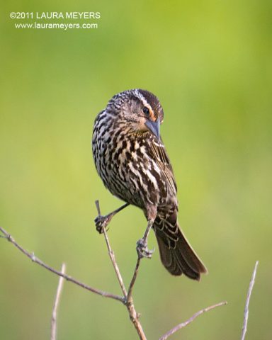 Red-winged Blackbird female