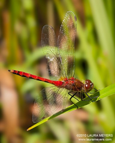 Ruby Meadowhawk Dragonfly