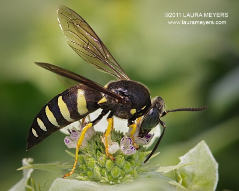 Sand Wasp