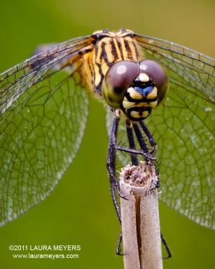 Seaside Dragonlet