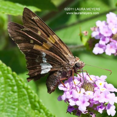 Silver-spotted Skipper