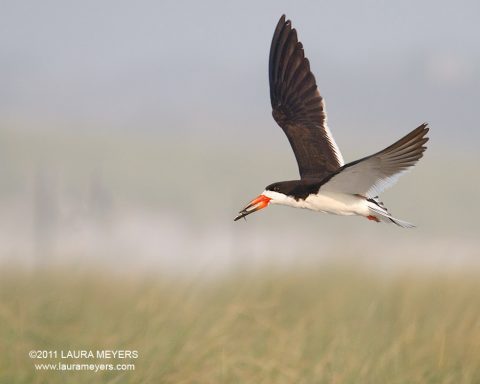 Black Skimmer in flight