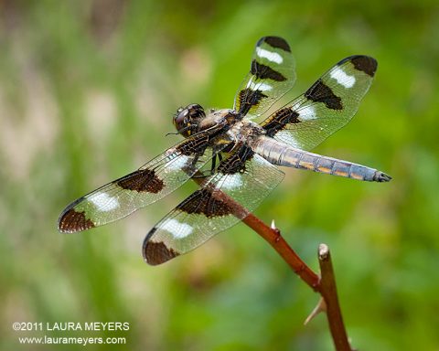 Twelve-spotted Skimmer male