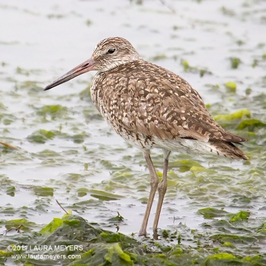 Willet