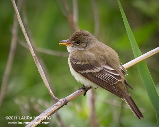 Willow Flycatcher