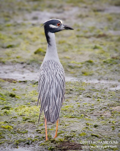 Yellow-crowned Night-heron