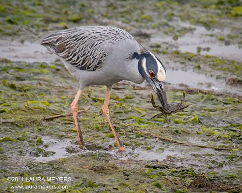 Yellow-crowned Night-heron