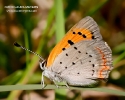 American Copper Butterfly