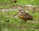 American Woodcock