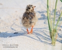Baby Skimmer Chick
