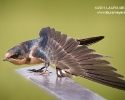 Barn Swallow