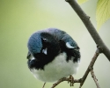 Black-throated Blue Warbler
