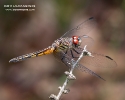 Blue Dasher female Dragonfly
