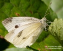 Cabbage White Butterfly