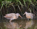 Clapper Rail