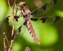 Common Whitetail Dragonfly