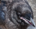 Common Raven