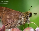 Crossline Skipper