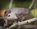 Gray Catbird with Worm
