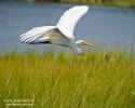 Great Egret in flight