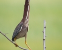 Green Heron