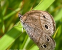 LIttle Wood Satyr Butterfly