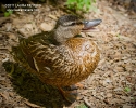 Mallard Duck Juvenile