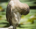 Night-heron Juvenile