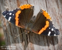 Red Admiral Butterfly